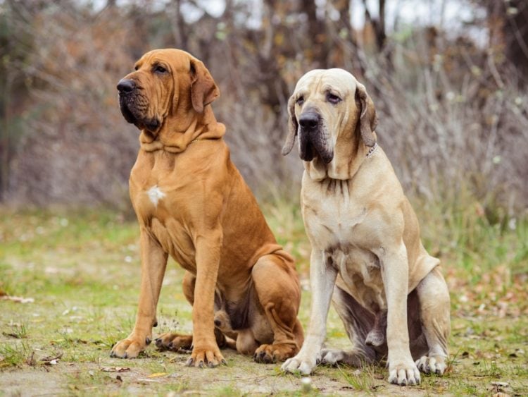 Brazilian Mastiff Jowls