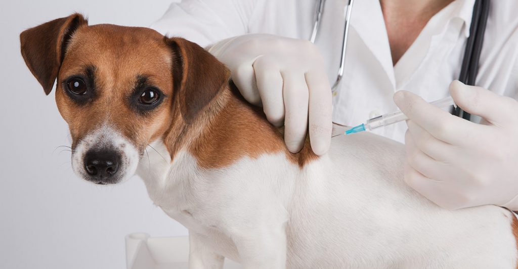 A dog being vaccinated