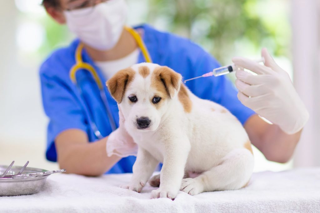 A dog being vaccinated