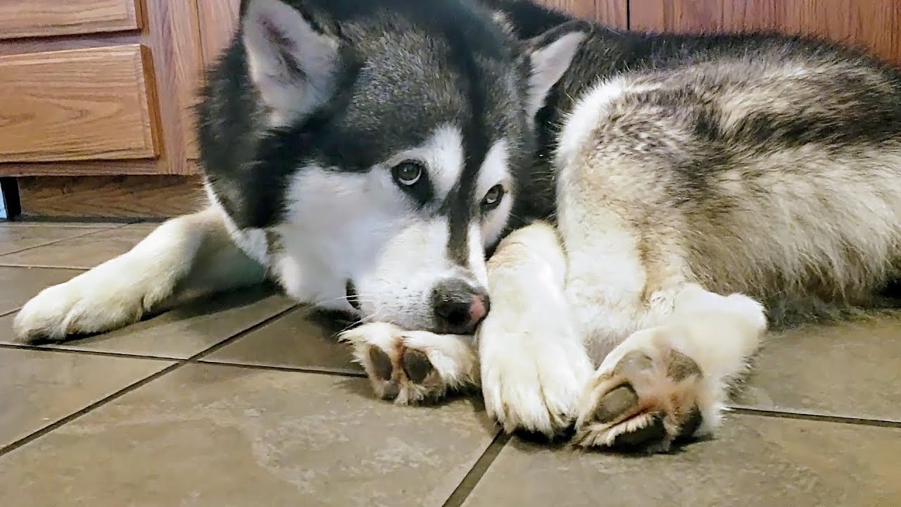 dog eats foot