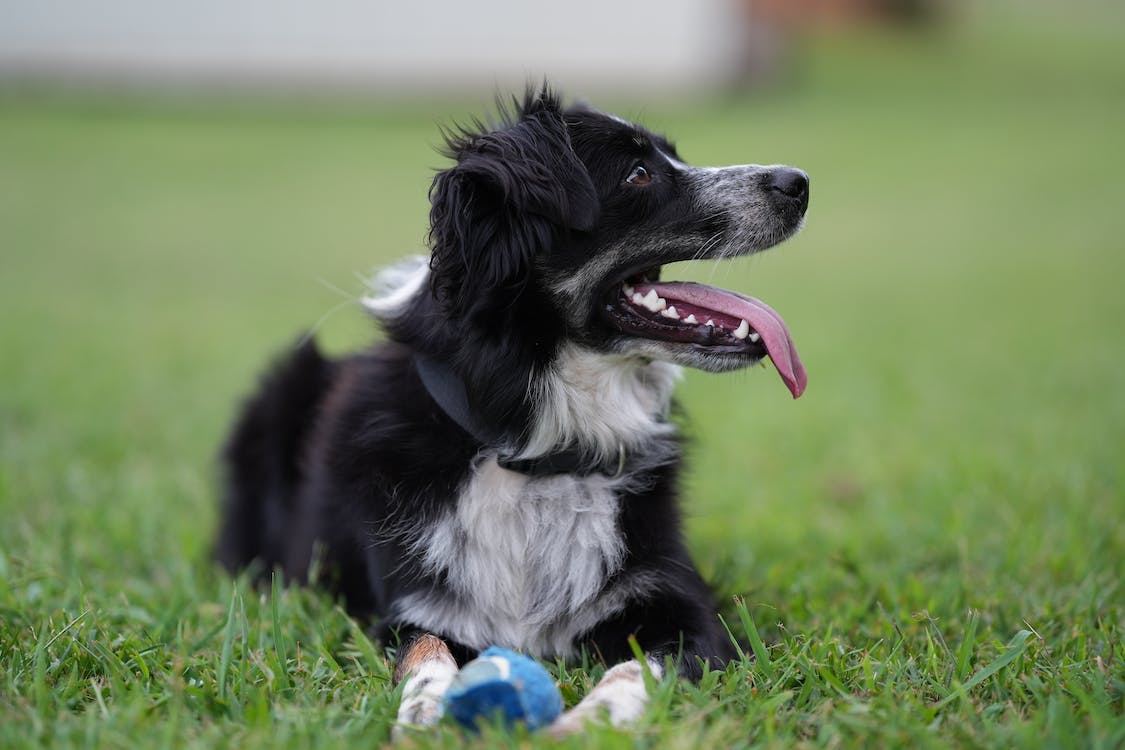 Dog sticking out tongue to dissipate heat in summer