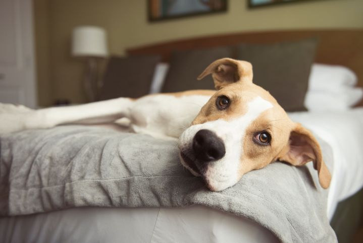 Dog feeling unwell in air-conditioned room