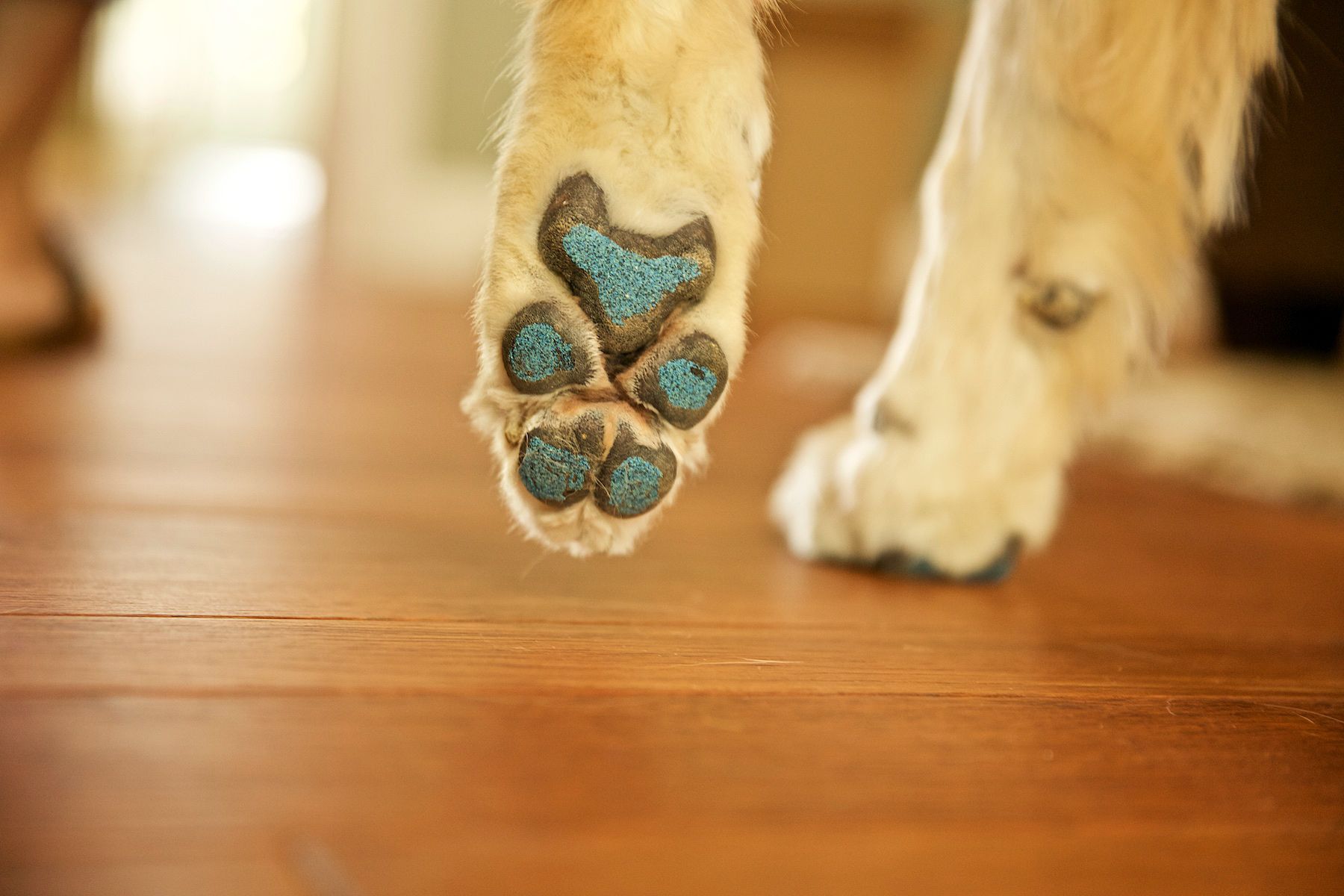 paw pad