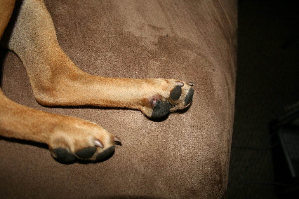 foot pad dog