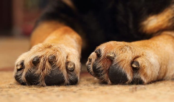 foot pad dog