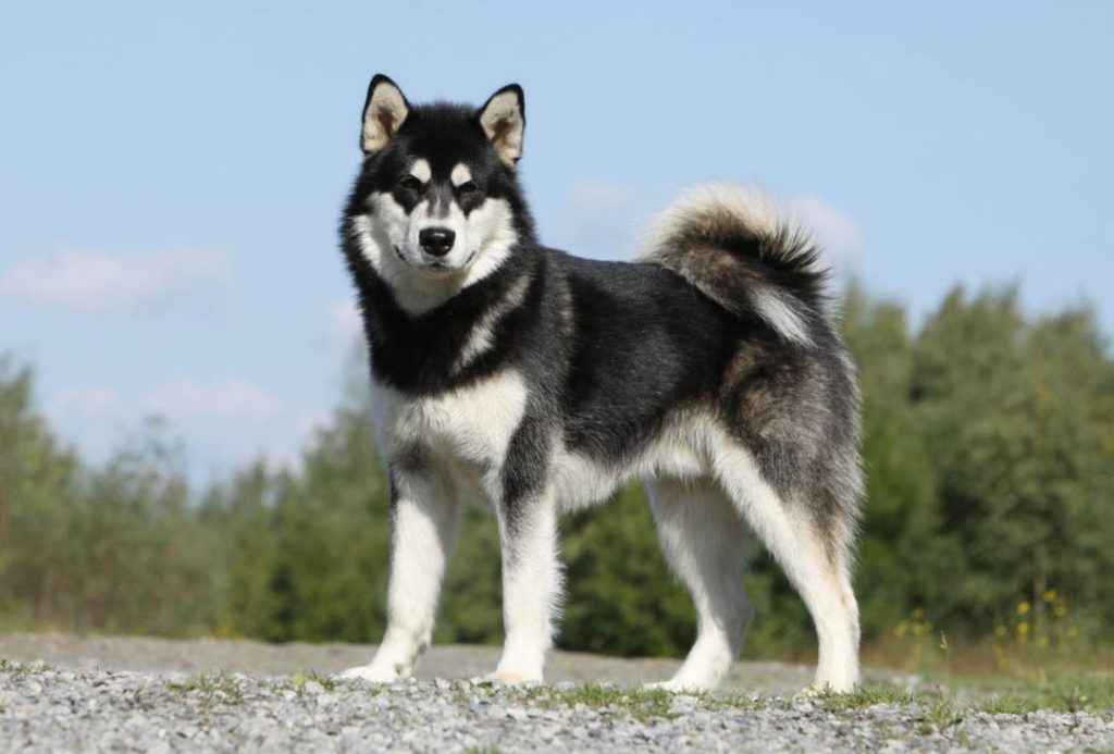 Alaskan Malamute