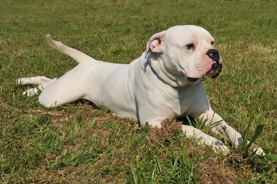 American Bulldog