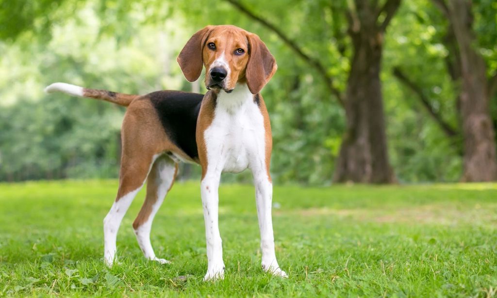 American Foxhound