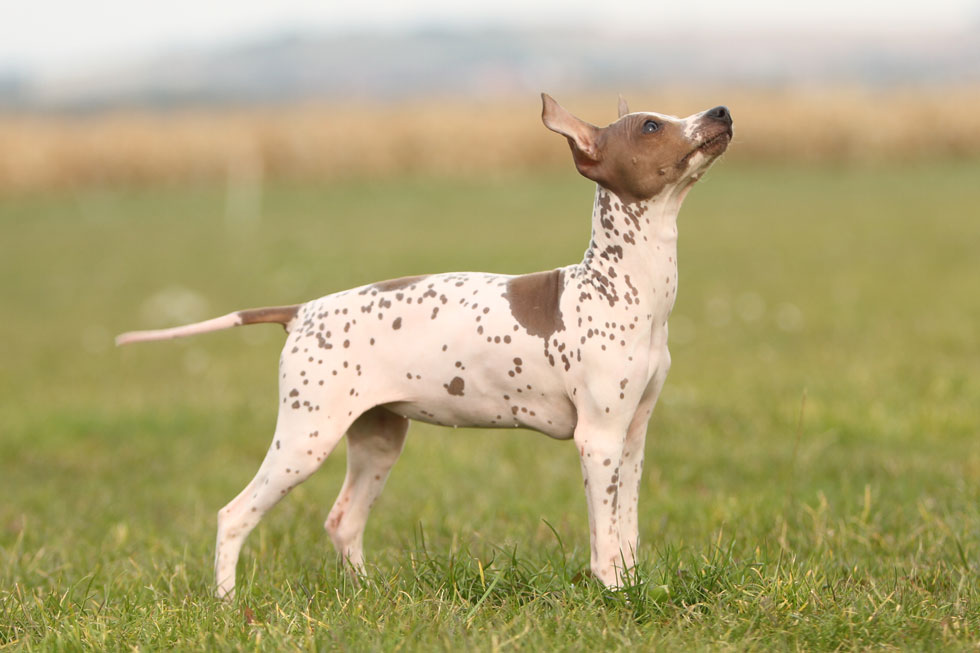 American Hairless Terrier