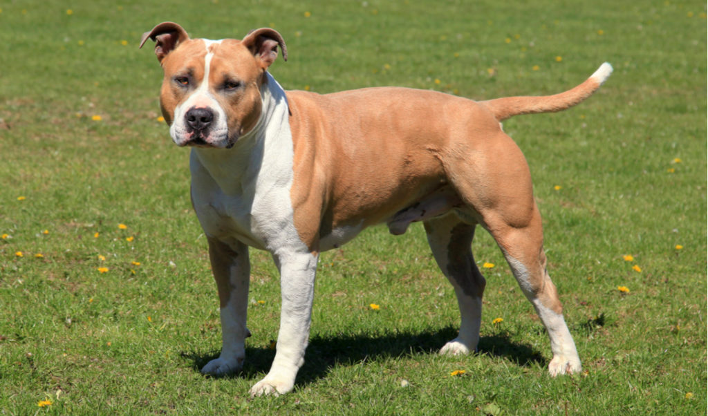 American Staffordshire Terrier