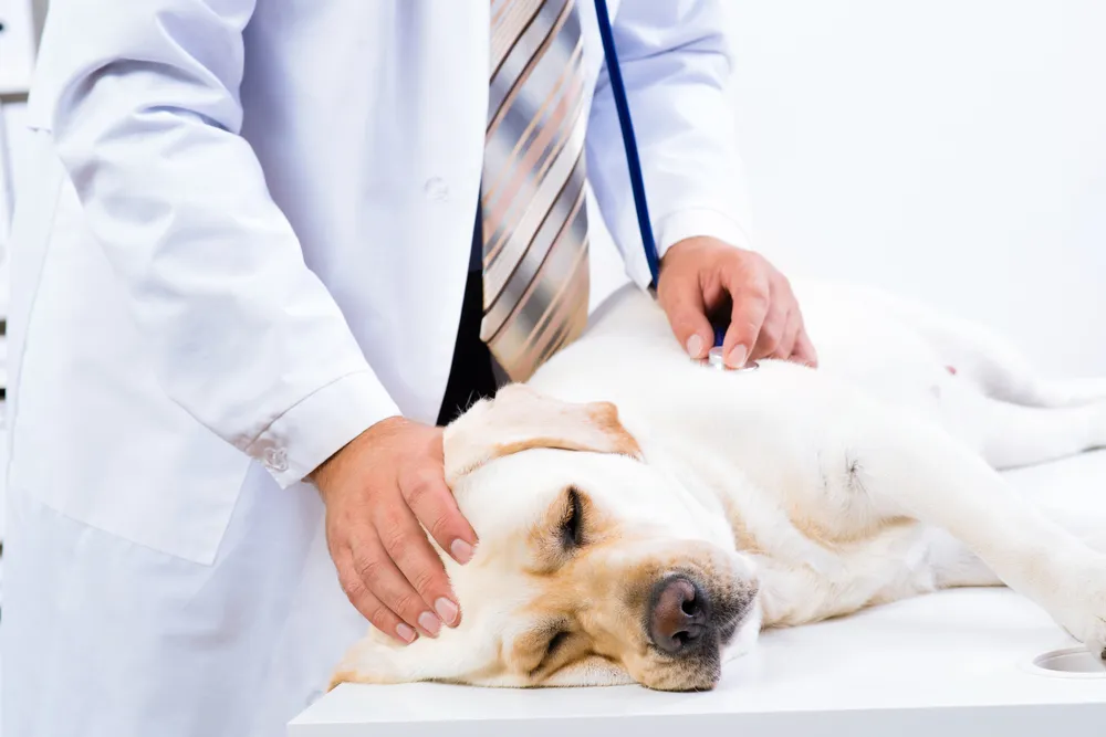 Anemia in Dogs