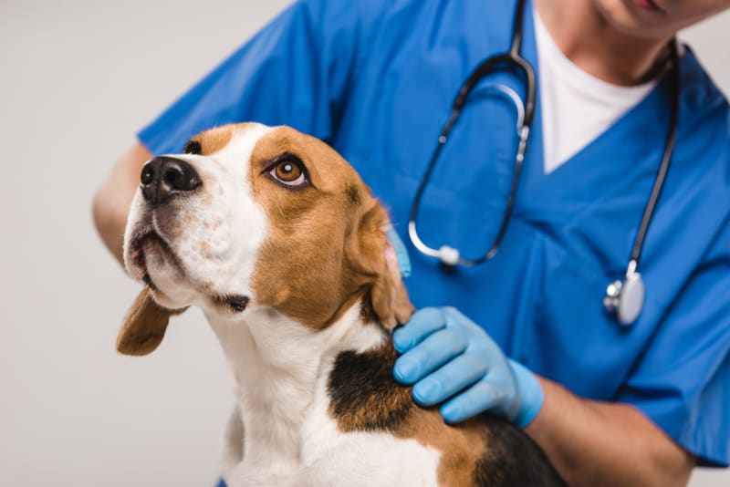 Anemia in Dogs