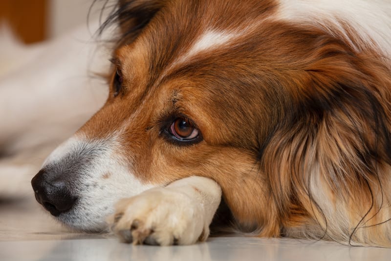 Anemia in Dogs