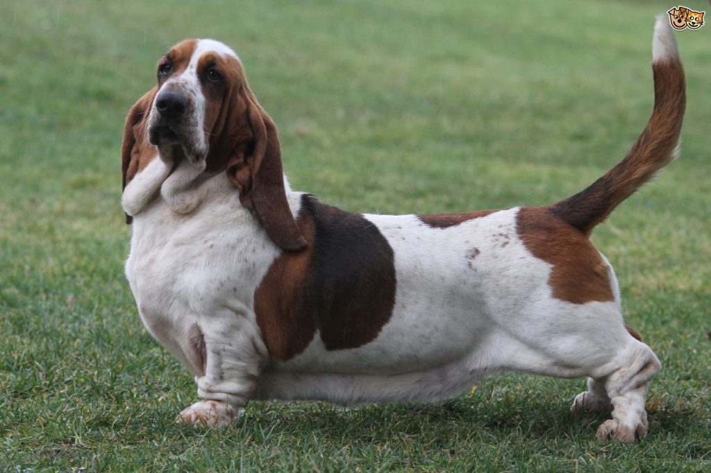 Basset Hound