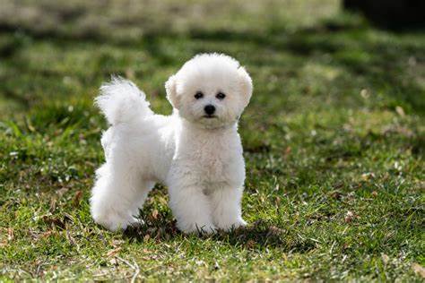 Bichon Frise