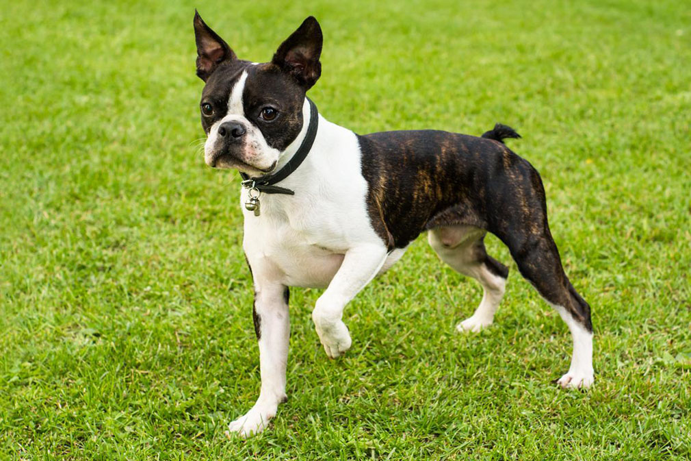 Boston Terrier standing on the lawn