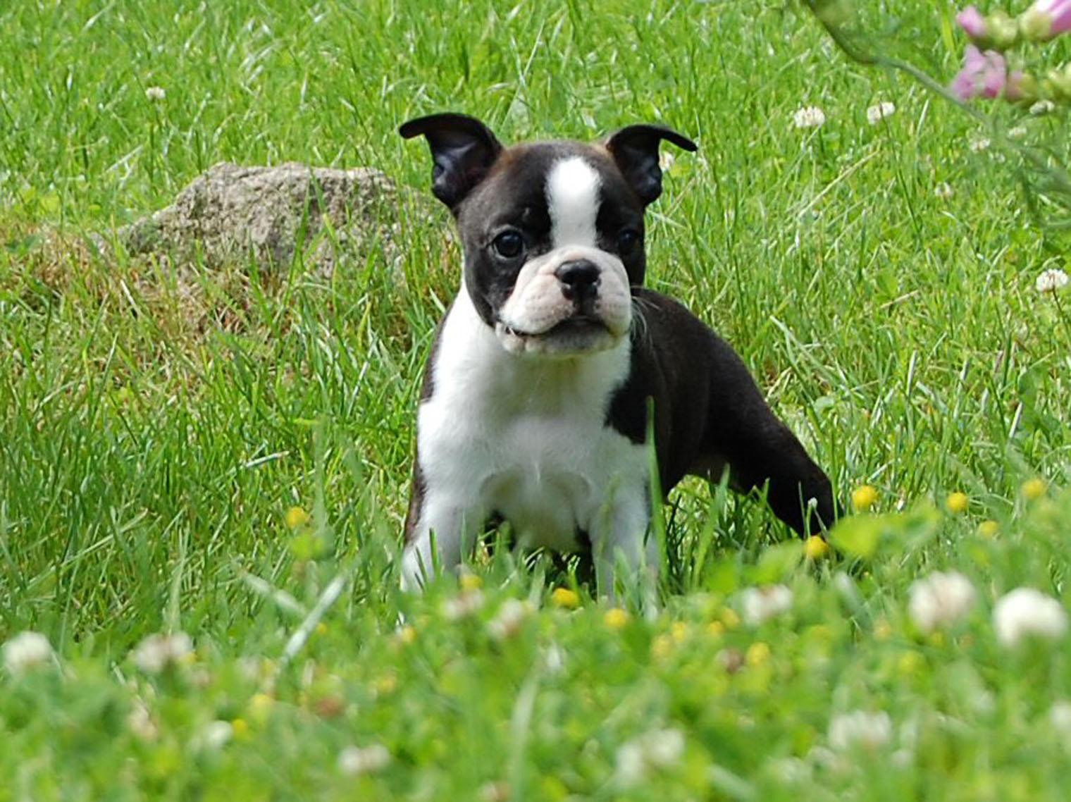 Boston Terriers