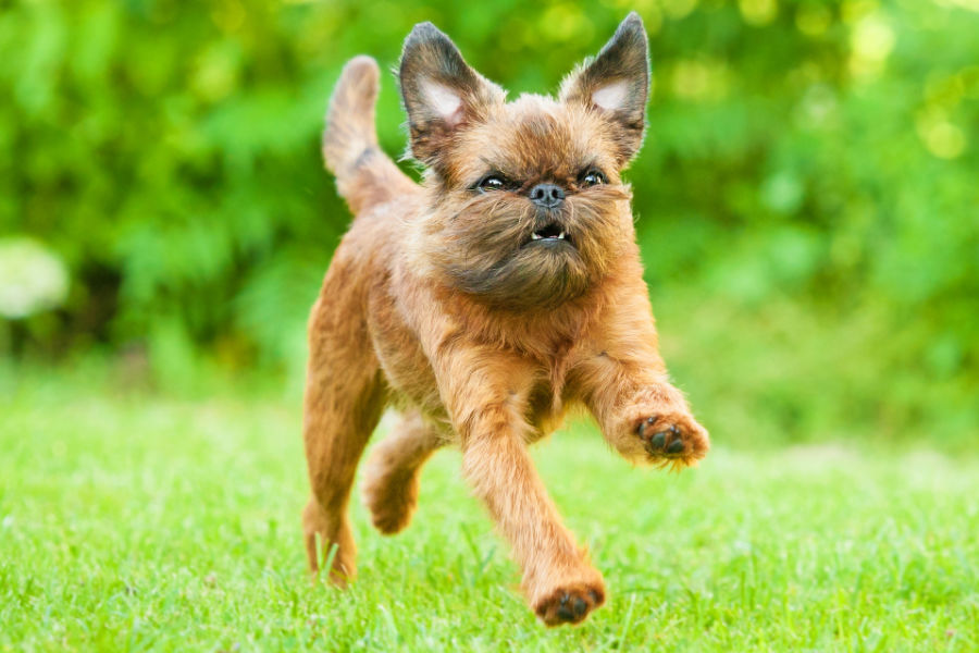 Brussels Griffon running on the grass