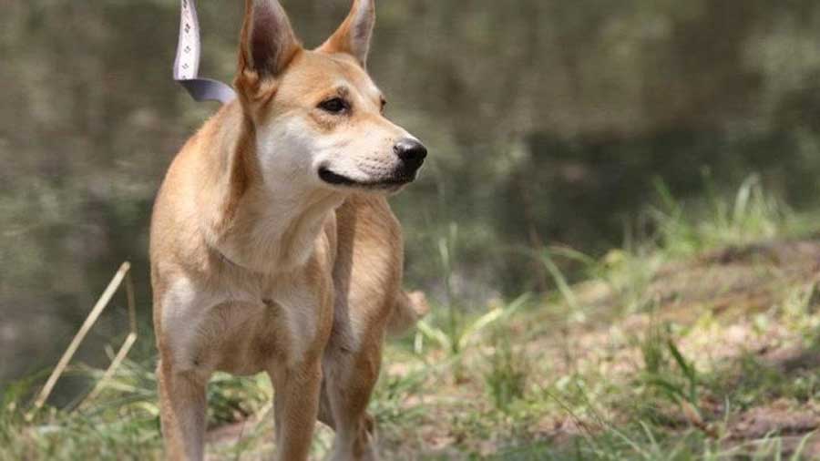 Carolina Dog