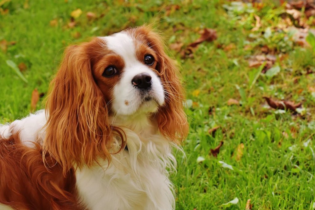 Cavalier King Charles Spaniel on the Lawn