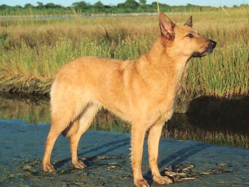 Chinook dog