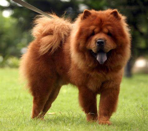 Chow Chow with a curly tail