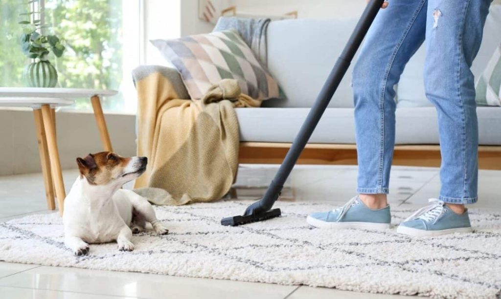 Clean carpet around your dog