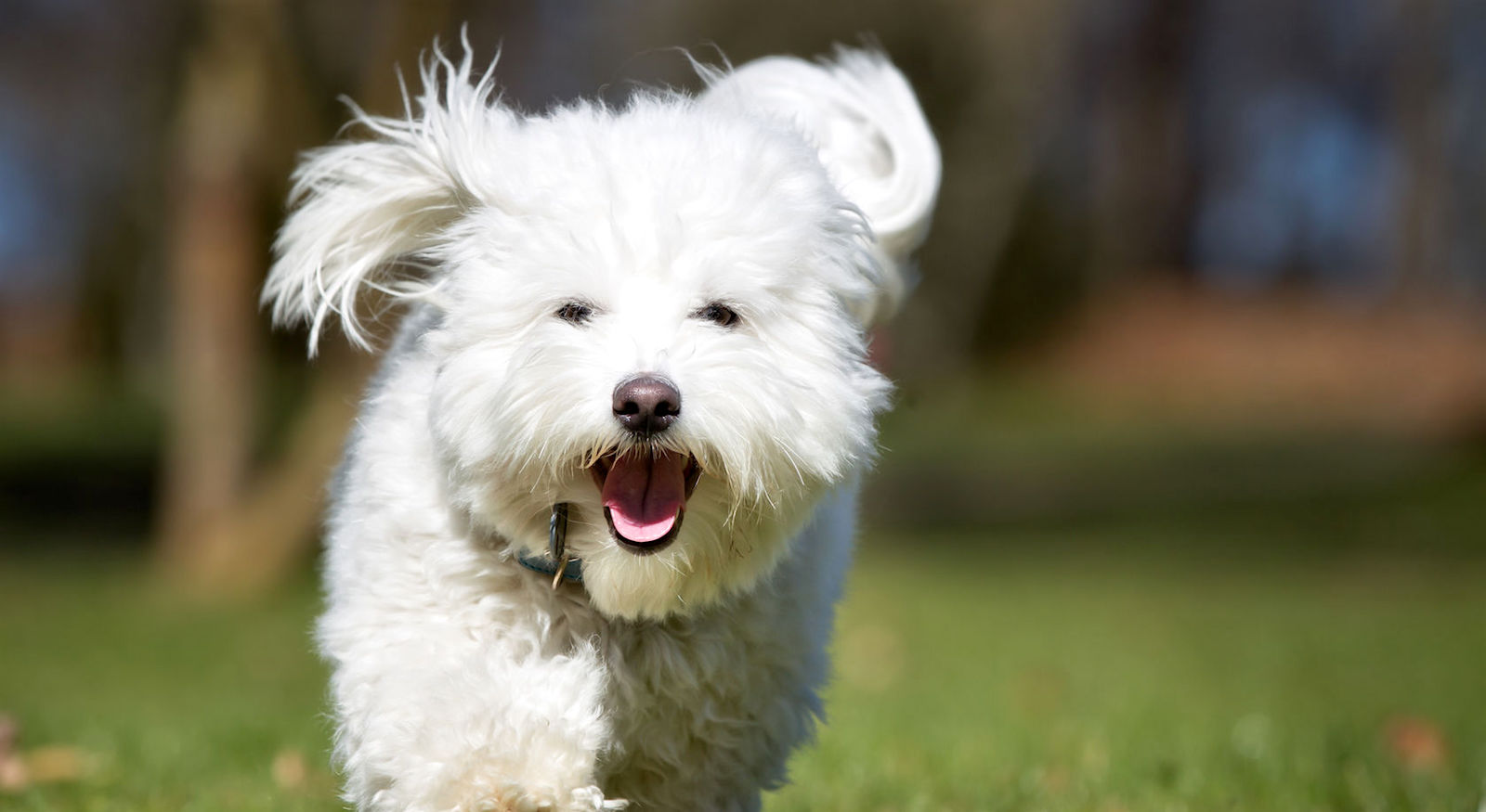 Coton de Tulear running on the lawn