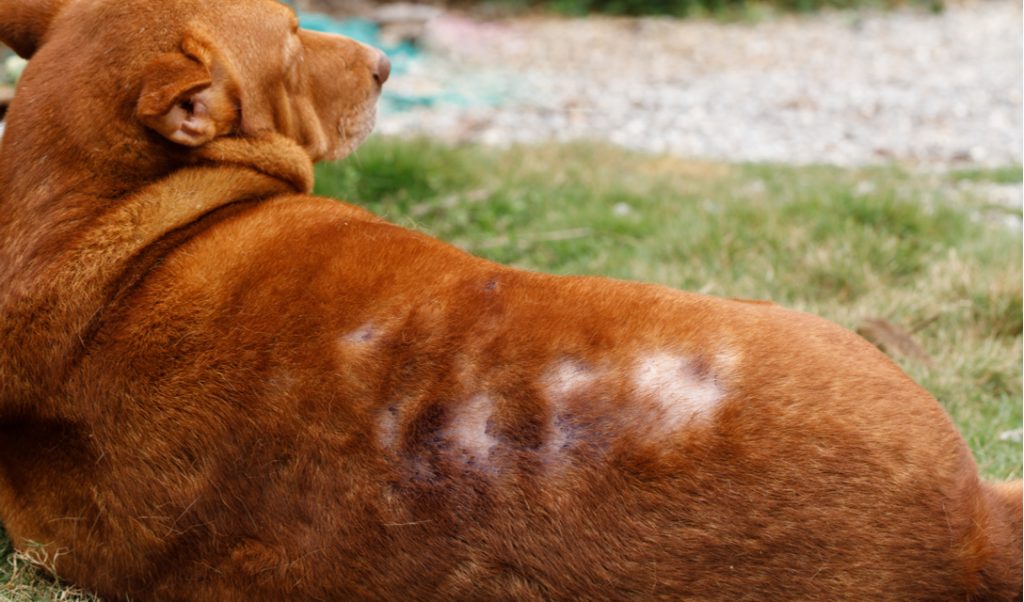 Dog losing hair