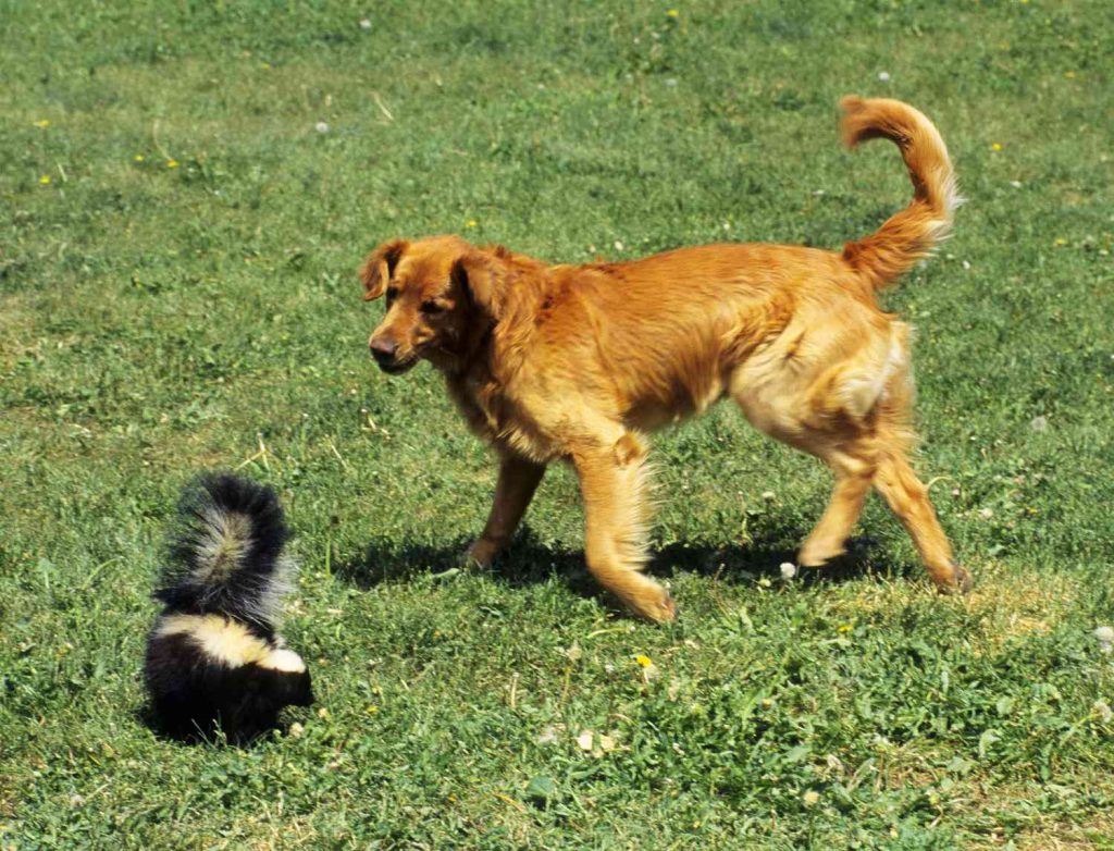 Dog meets skunk