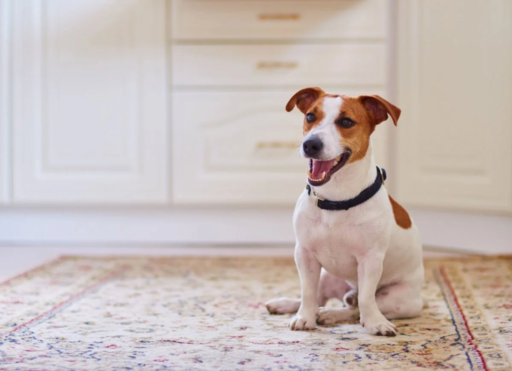 Dog playing on carpet