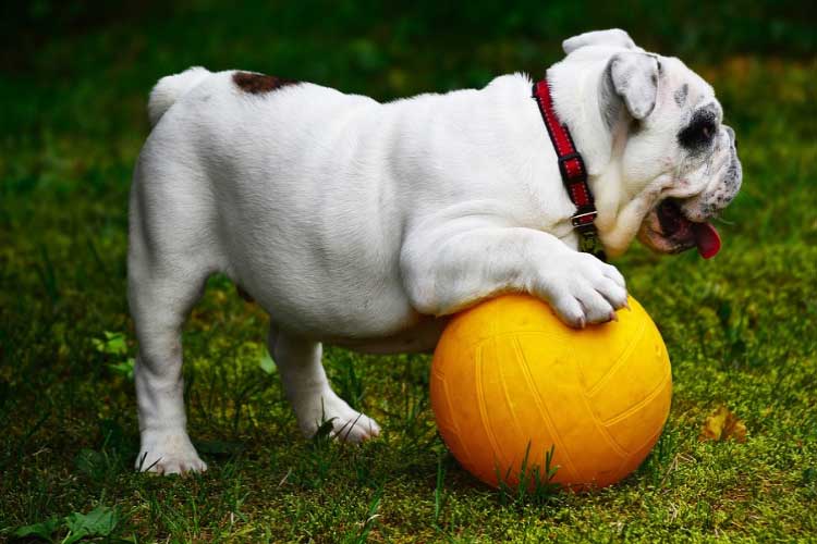 French Bulldog with a short curly tail