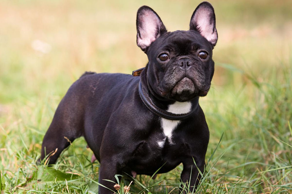 French Bulldog