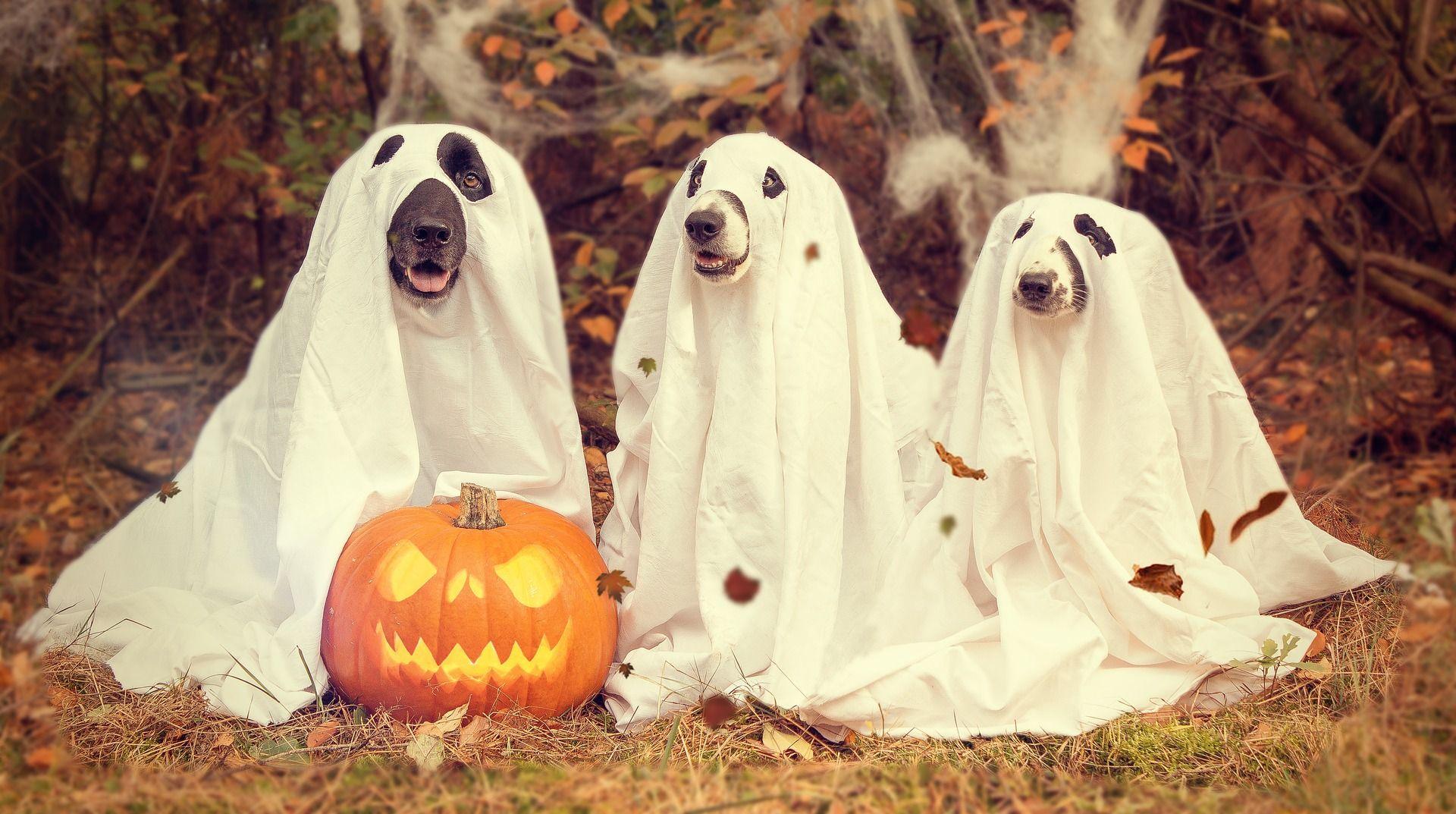 Halloween dog