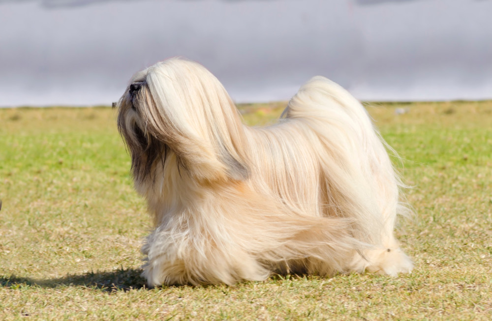 Lhasa Apsos