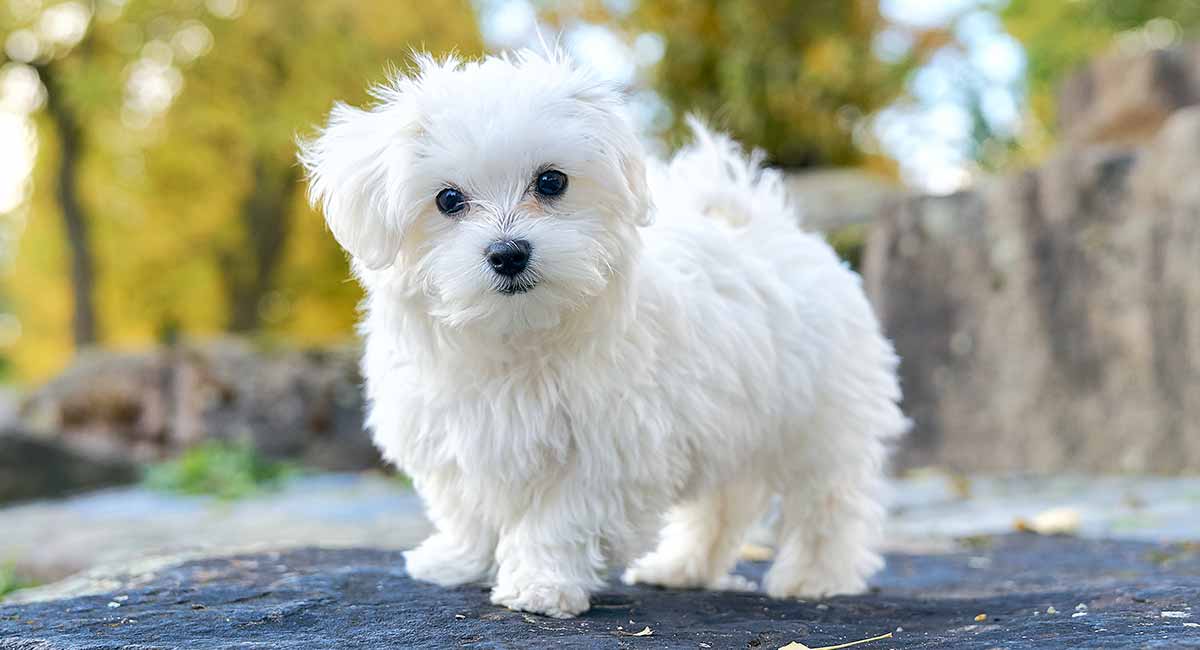 Maltese