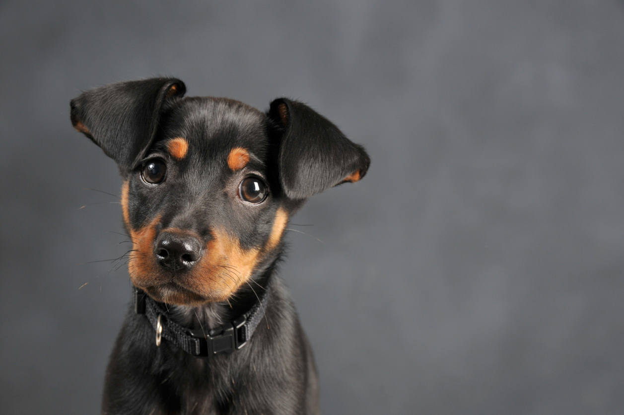 Miniature Pinscher