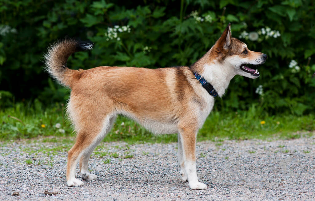 卷尾的挪威伦德猎犬