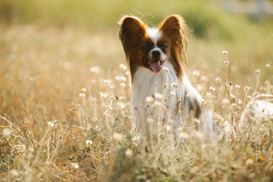 Papillon in the grass