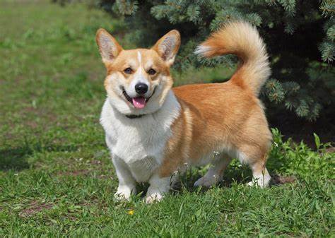 Pembroke Welsh Corgi with a curly tail