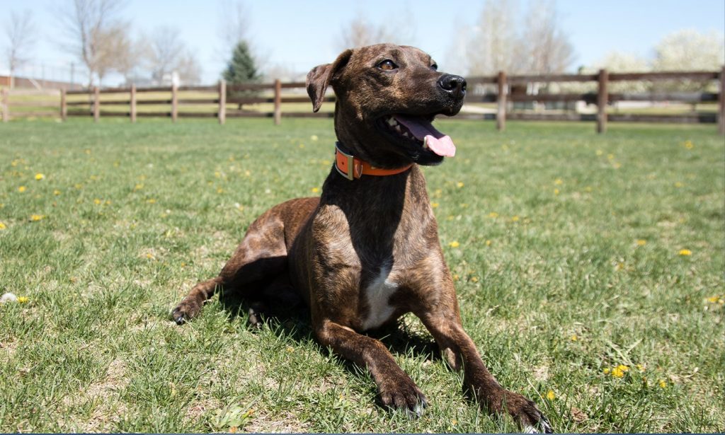 Plott Hound