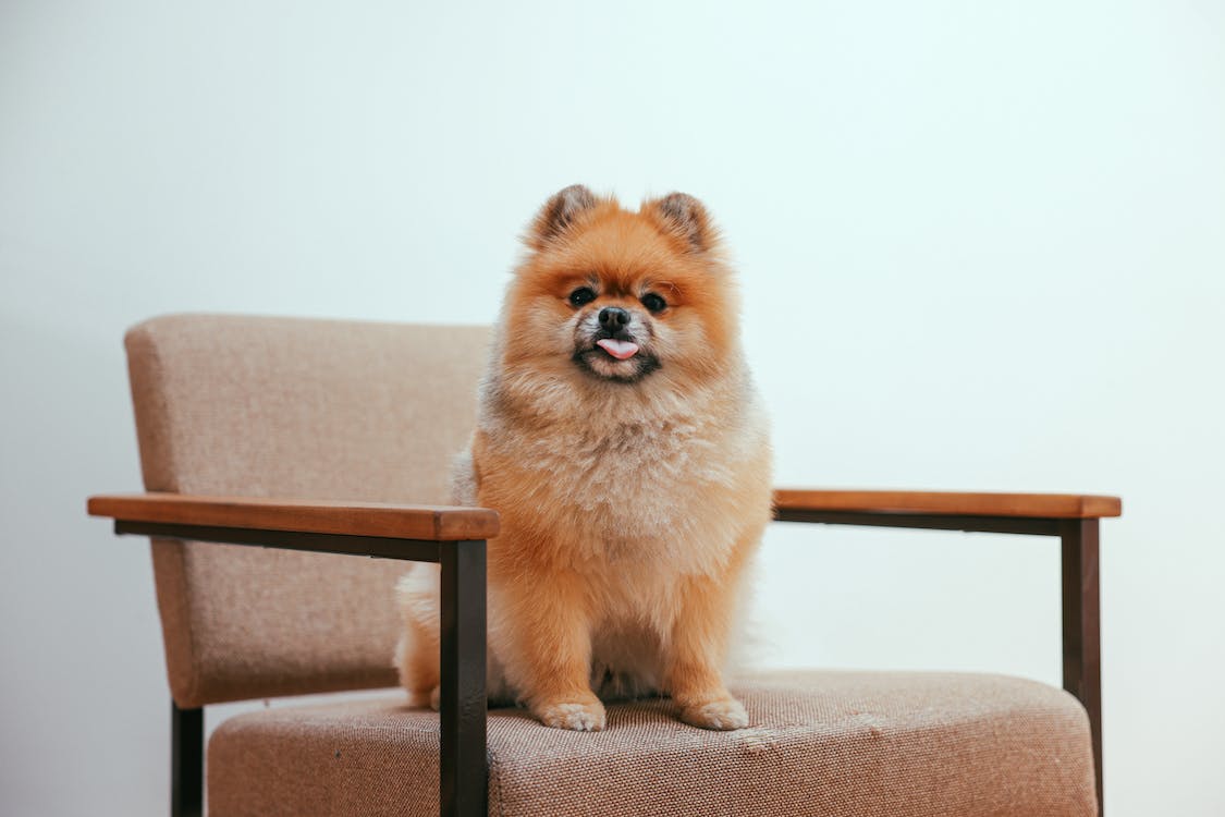 Pomeranian standing on chair