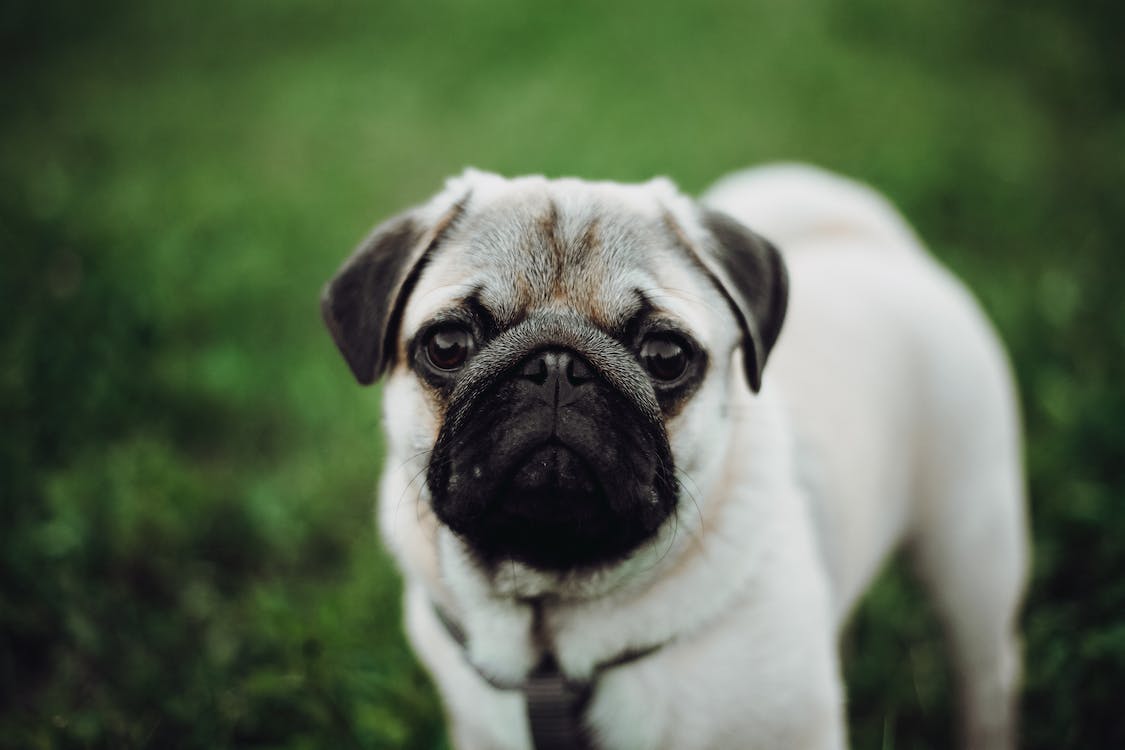 Pug on the lawn