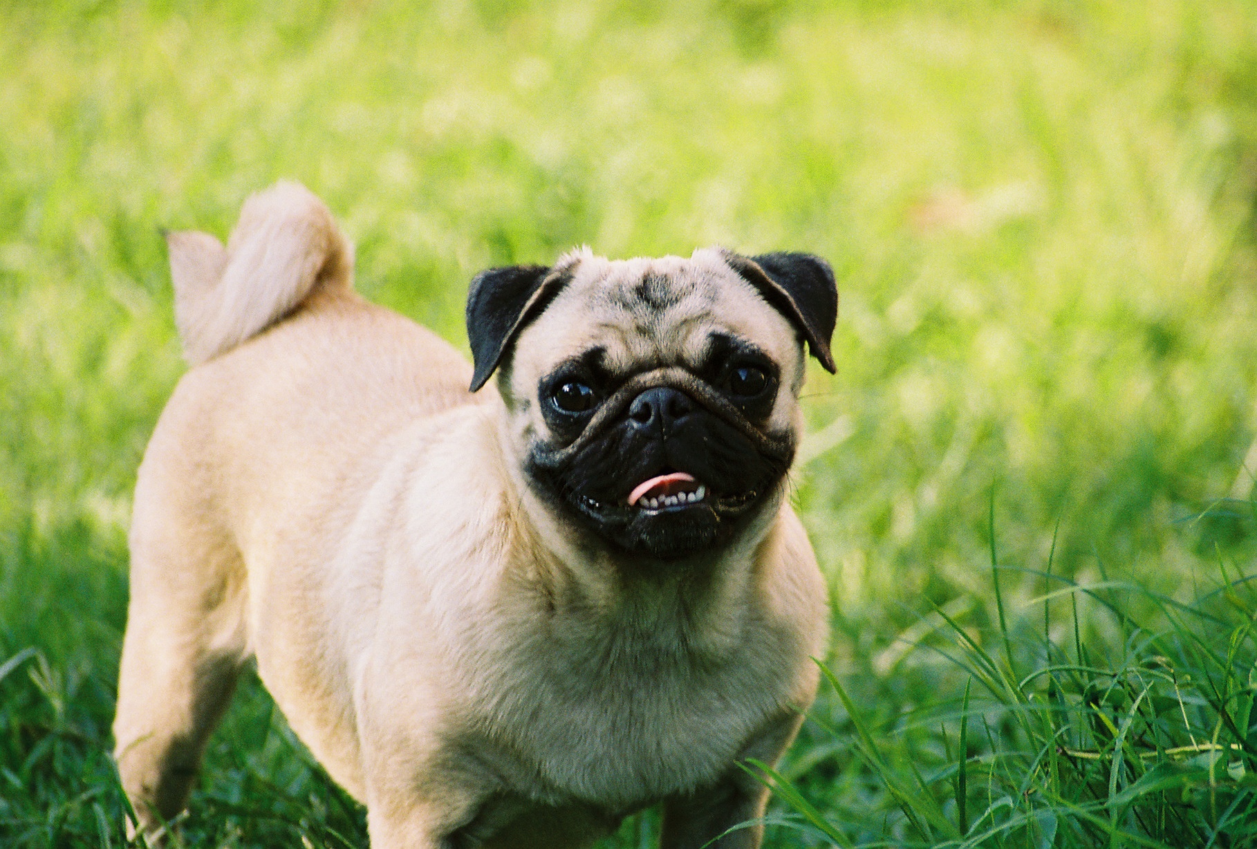 Pug