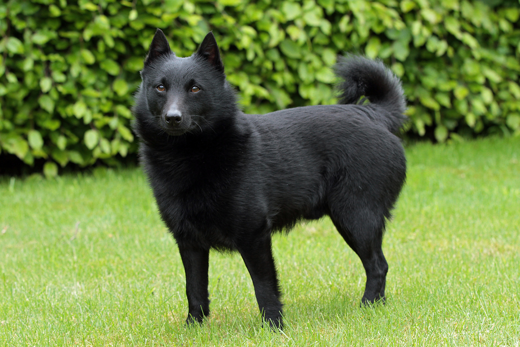 带有卷曲尾巴的 Schipperke