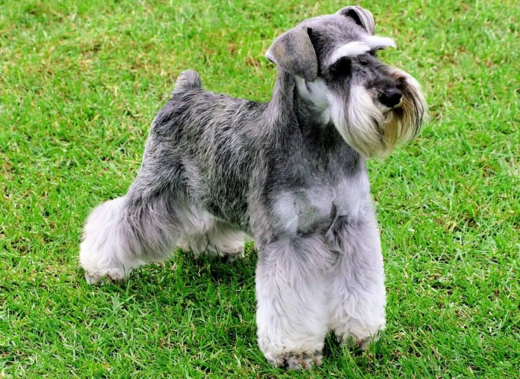 Schnauzer’s Tail