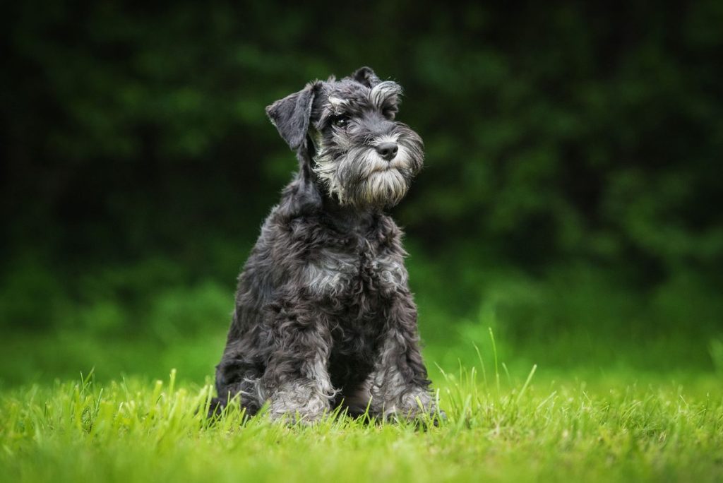 Schnauzer’s Tail