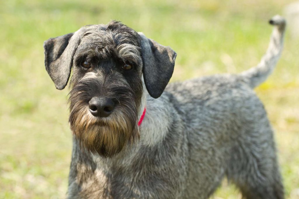 Schnauzer’s Tail