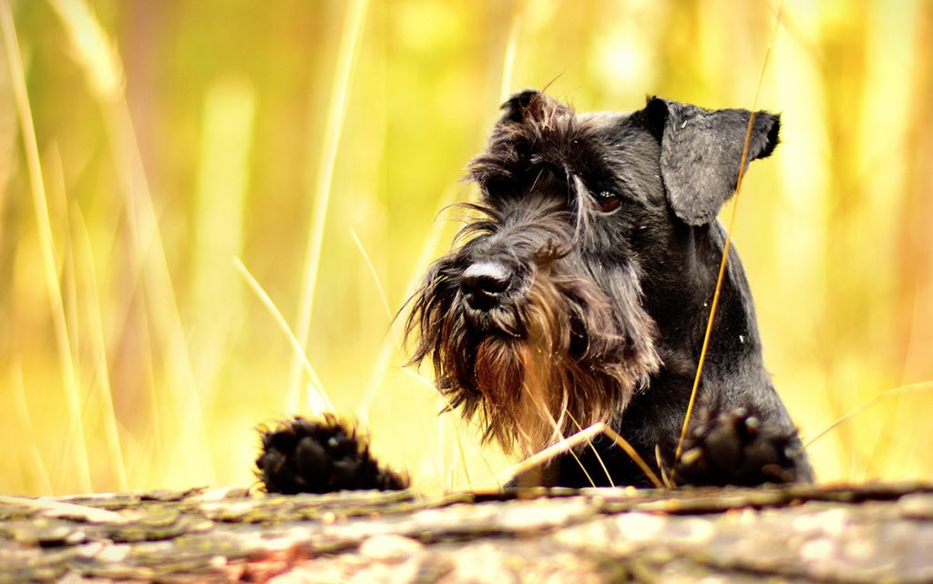 Schnauzer’s Tail