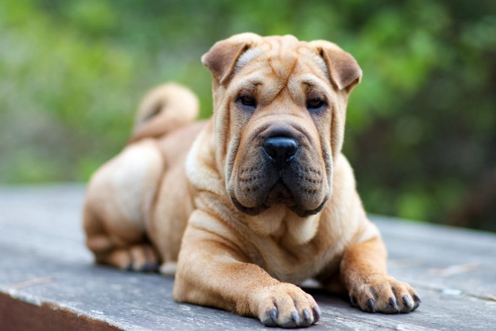 Shar Pei